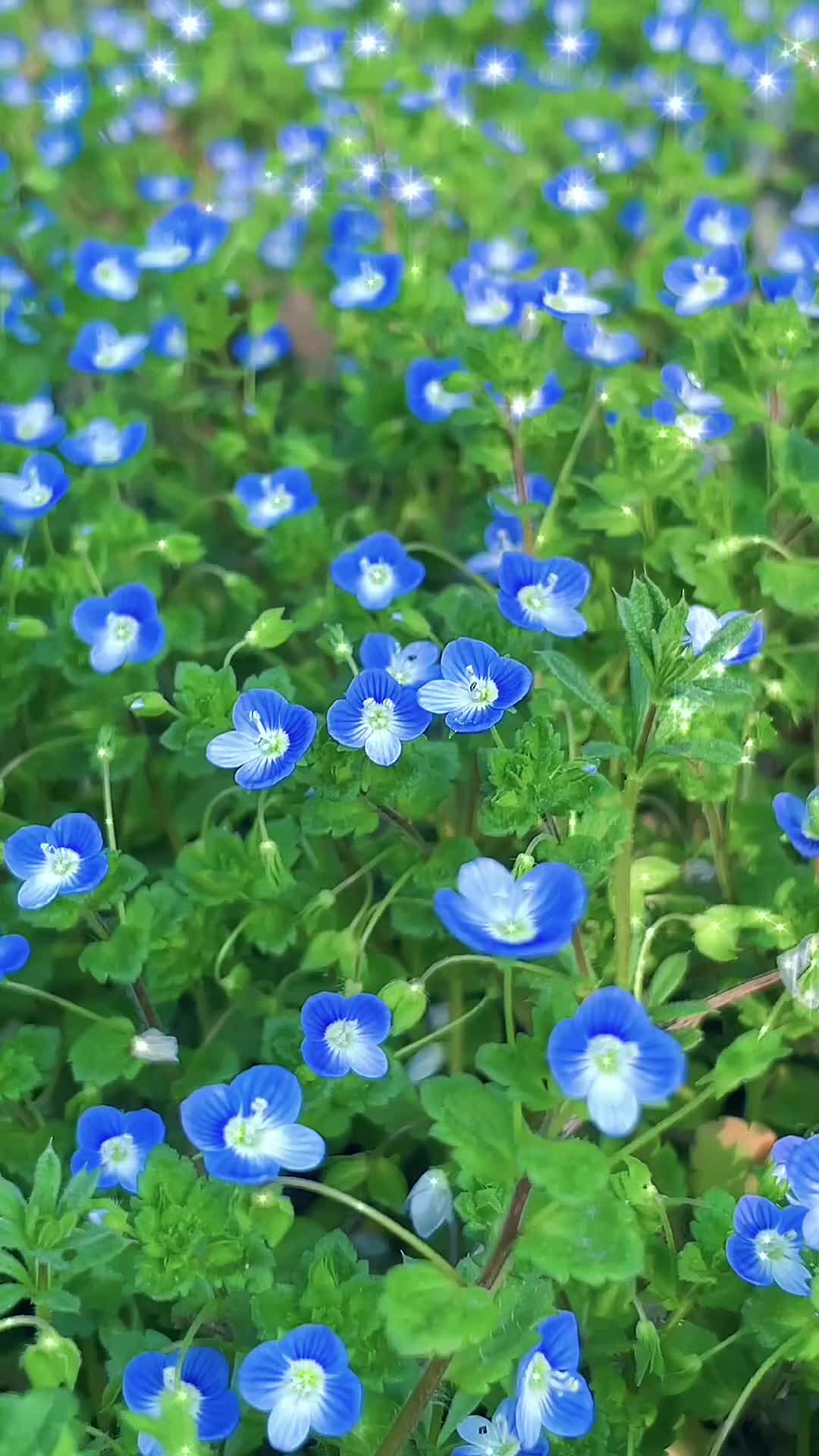 00020 春天里如星星一般的花——阿拉伯婆婆纳！它有着美丽的花语：健康。祝愿世人都远离病痛