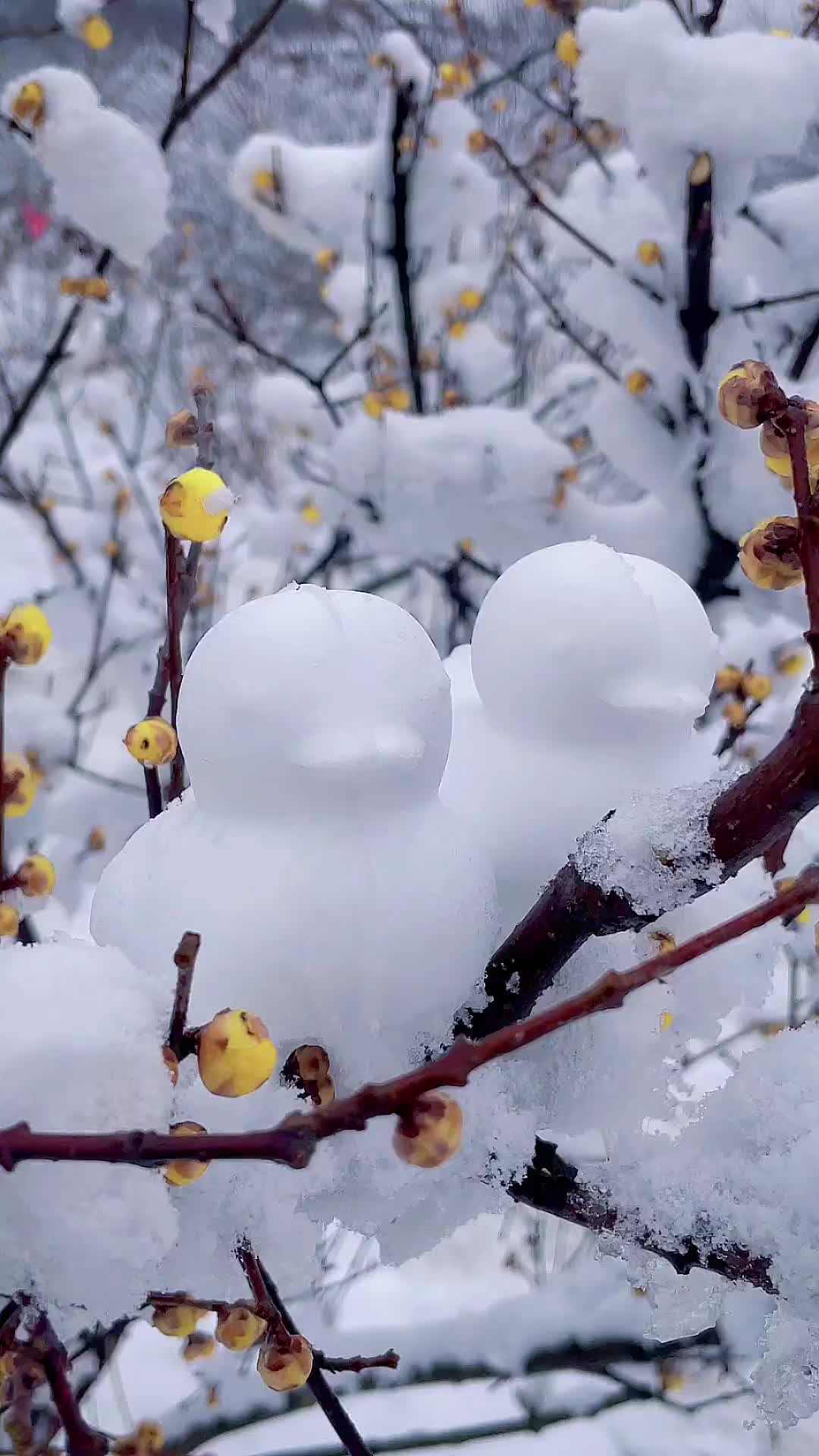 00021 他朝若是同淋雪，此生也算共白头，白头若是雪可替，世间何来负心人。