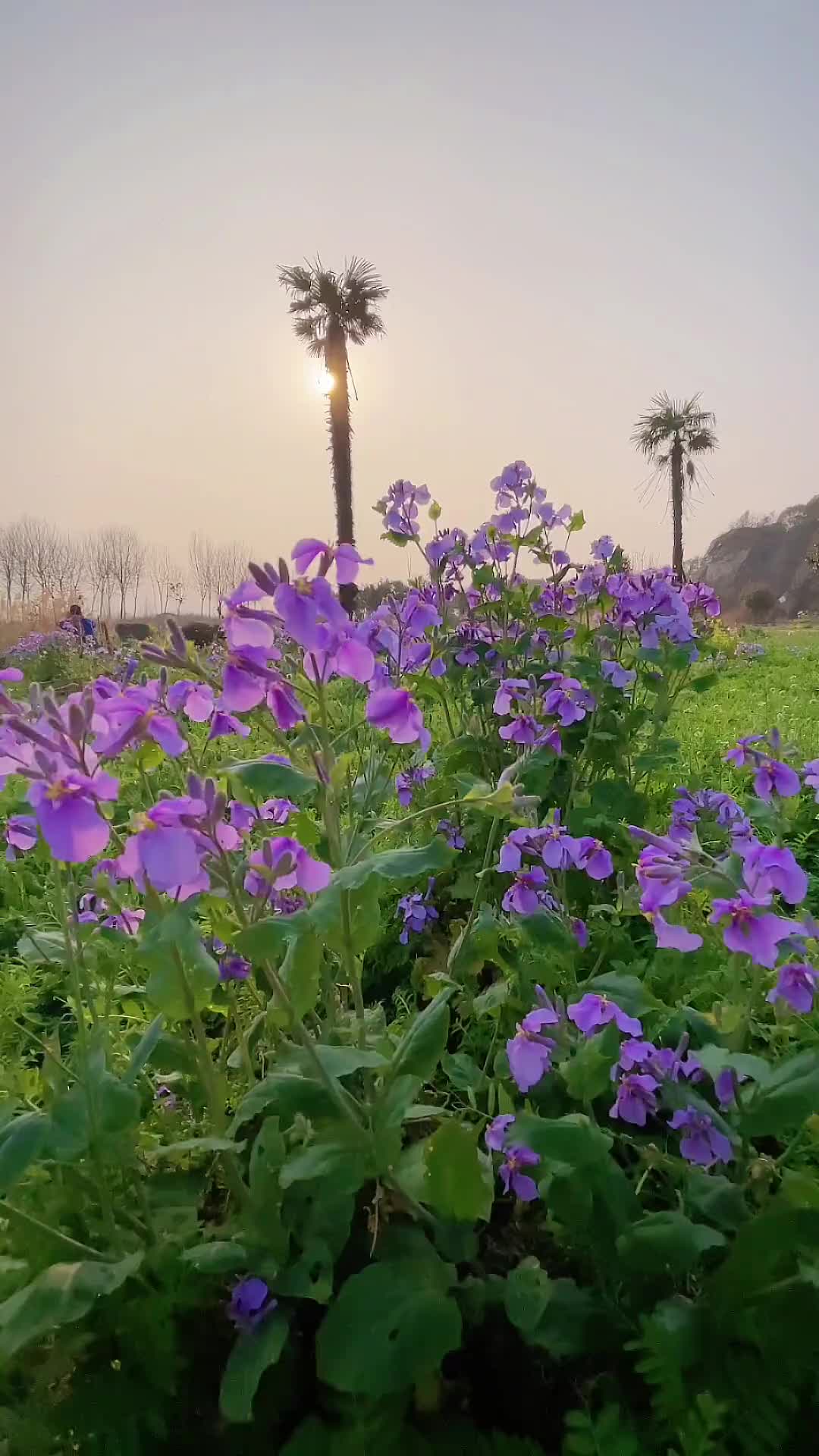 00022 “突然间觉得平平安安就很好了，不能互相参与的日子里，祝我们保持绿码，熠熠生辉.”