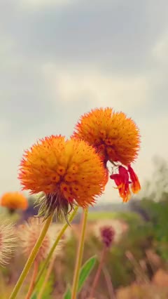 00020 草在结它的种子，风在摇它的叶子，我们站着不说话就十分美好。