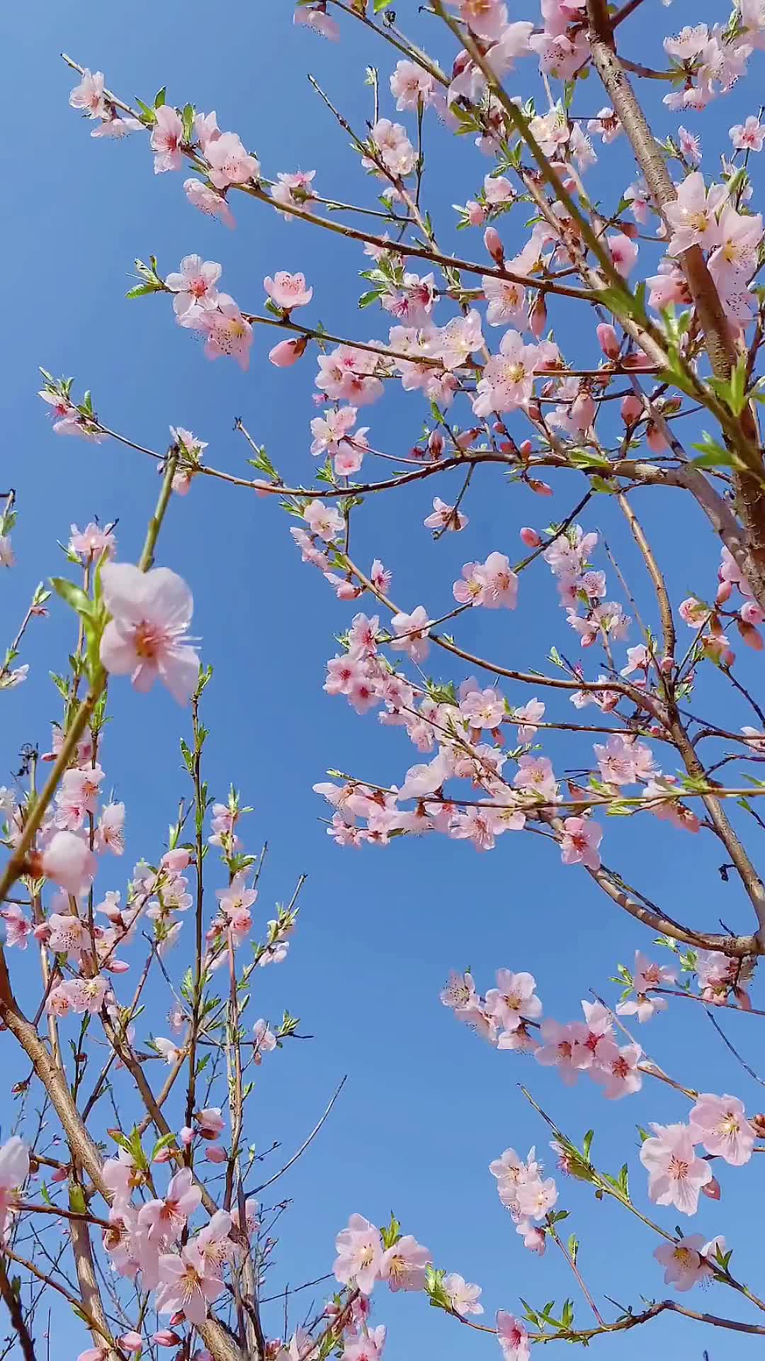 00019 · 春有约，花不误，岁岁年年不相负