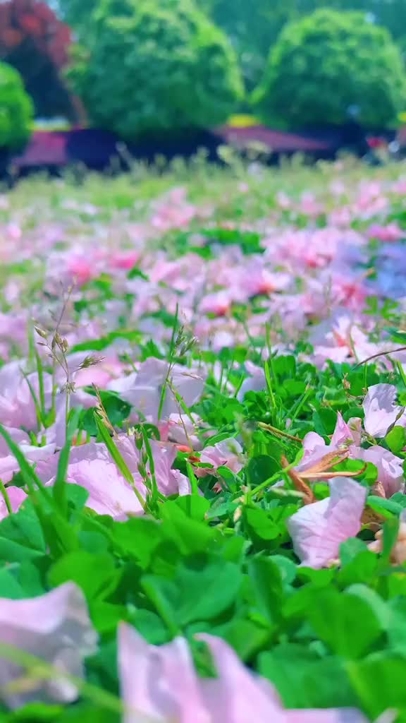 00020 花开了，花落了，风来了，风走了，或许，只有那些清清滴滴的记忆，才是这个尘世里最美好的存在