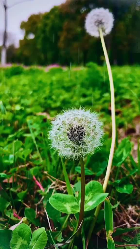 00027 今日谷雨，春天最后一个节气，又到一年暮春时，莫负好时光…