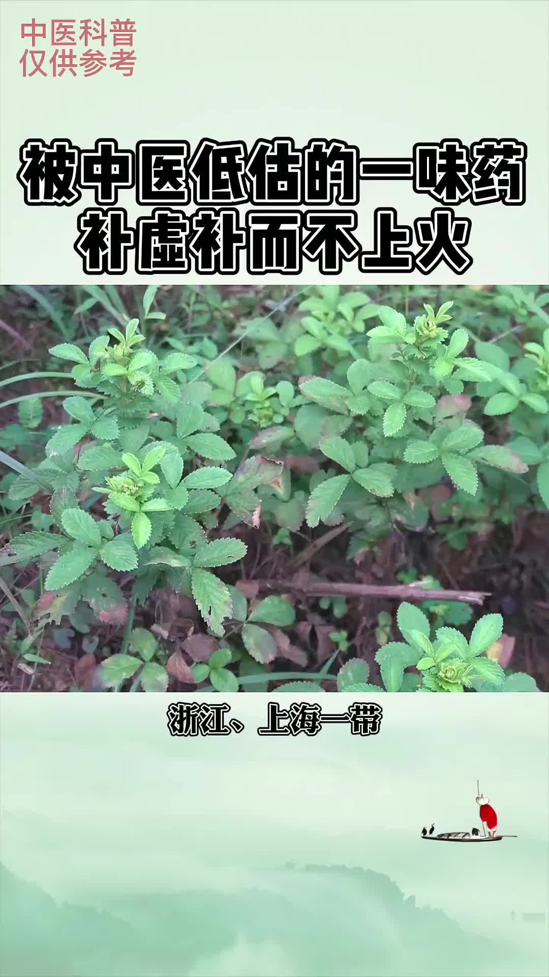 00009 被大多数中医严重低估的一味补气良药——仙鹤草