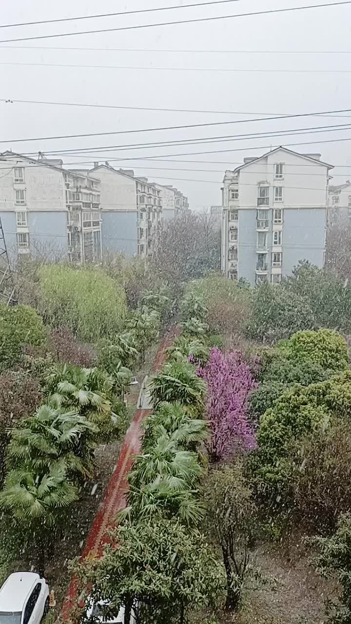 三月飞雪