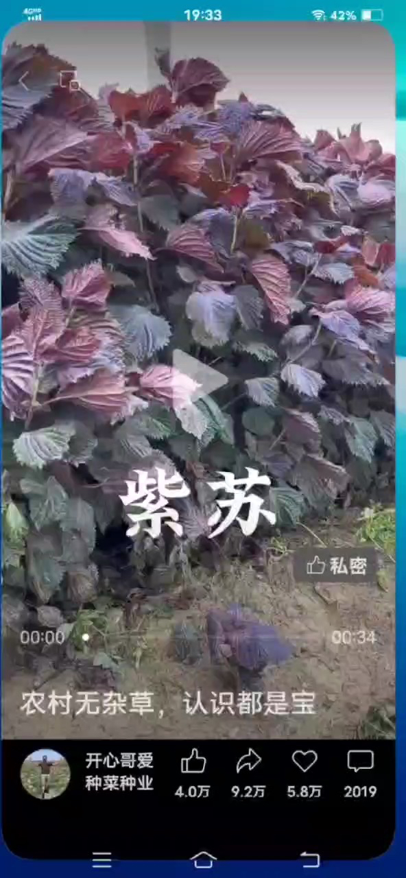 身边的杂草认识都是包