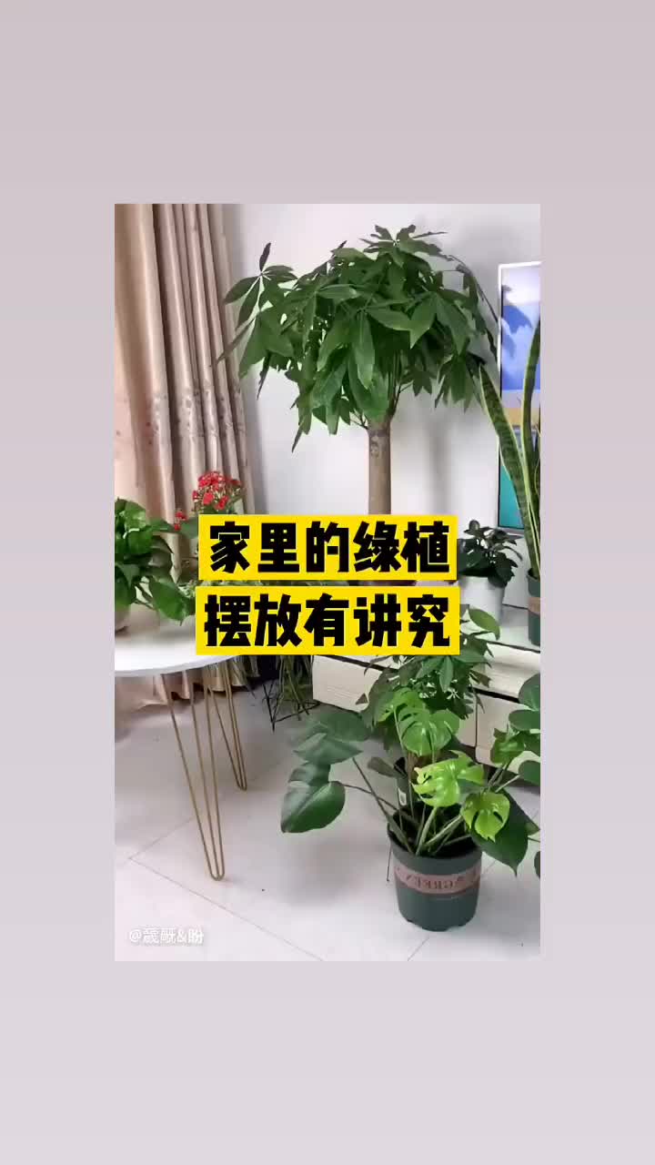 摆花花草草也是有讲究的