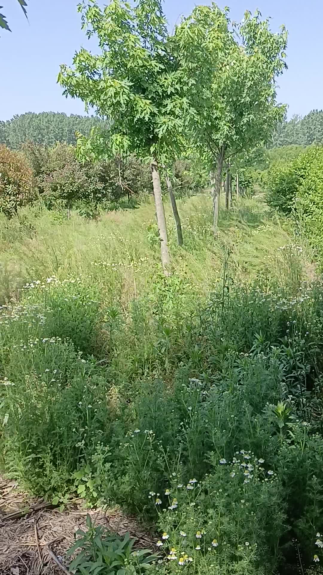 公園里的美景，風和日麗。天也是蘭蘭的，讓人感覺到心情氣爽。