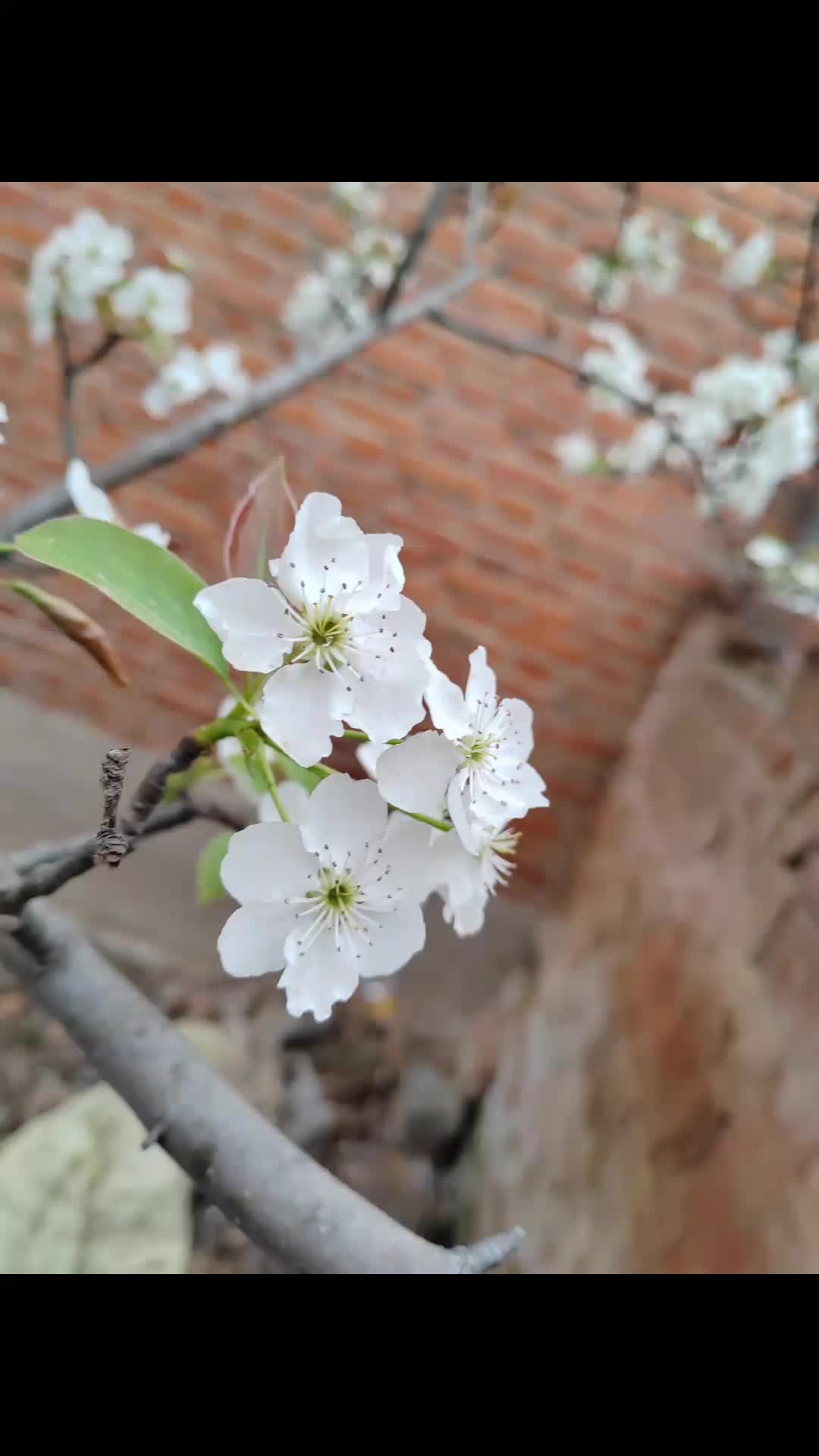 随风飘摆，顺其自然