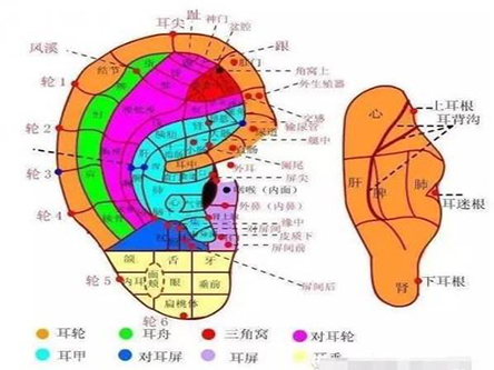 【穴位】耳背肺耳穴