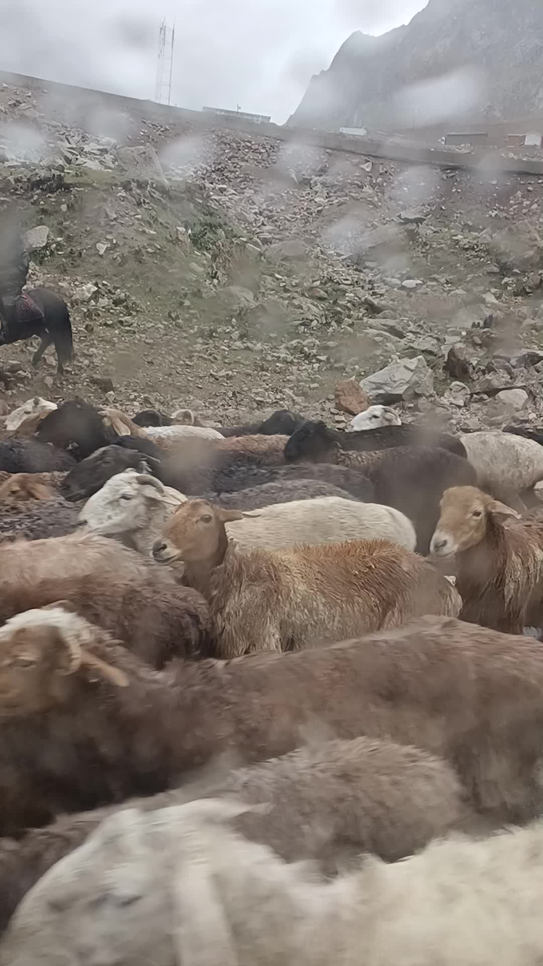 羊群