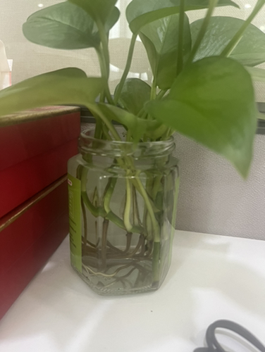水培的绿萝生根了😄