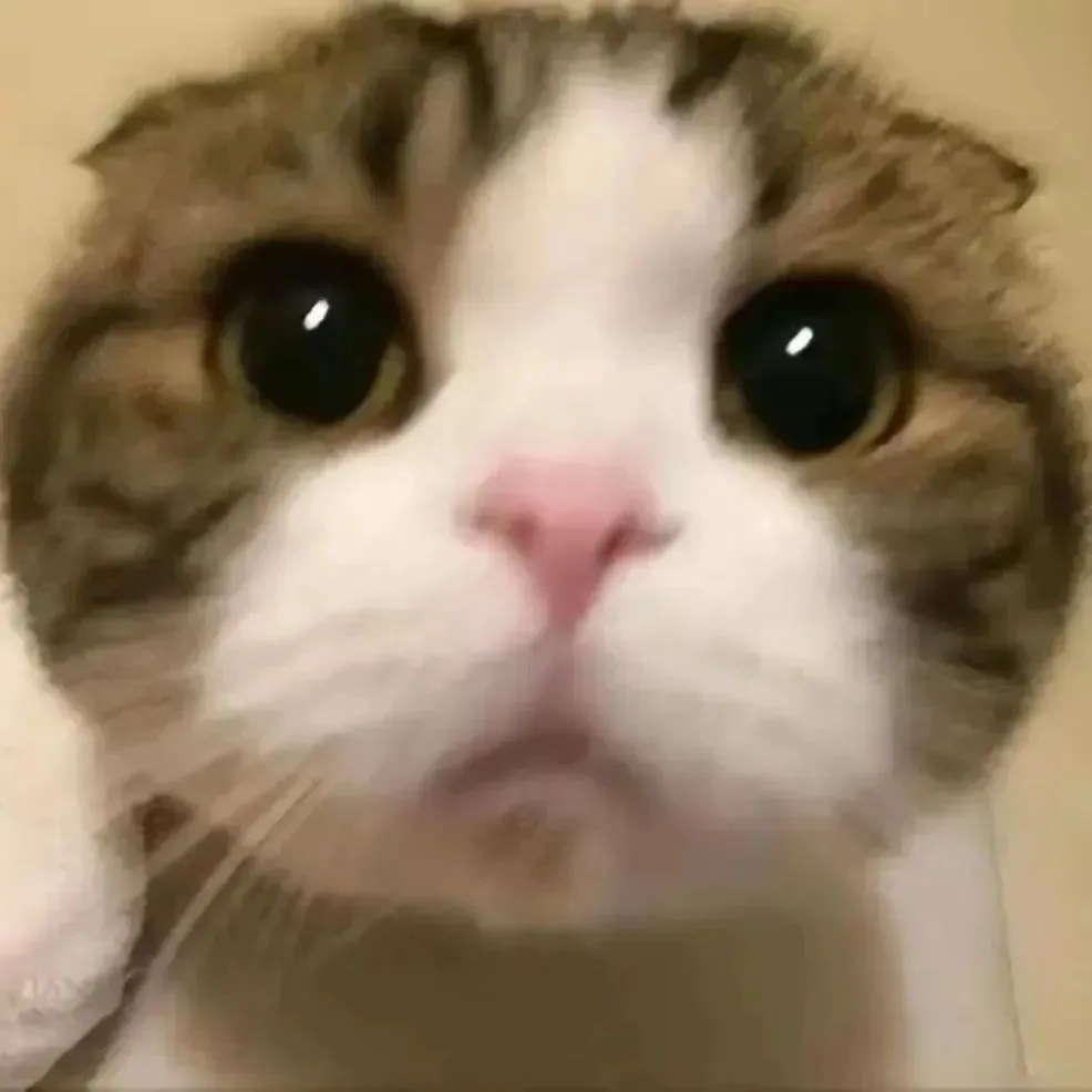 🐱