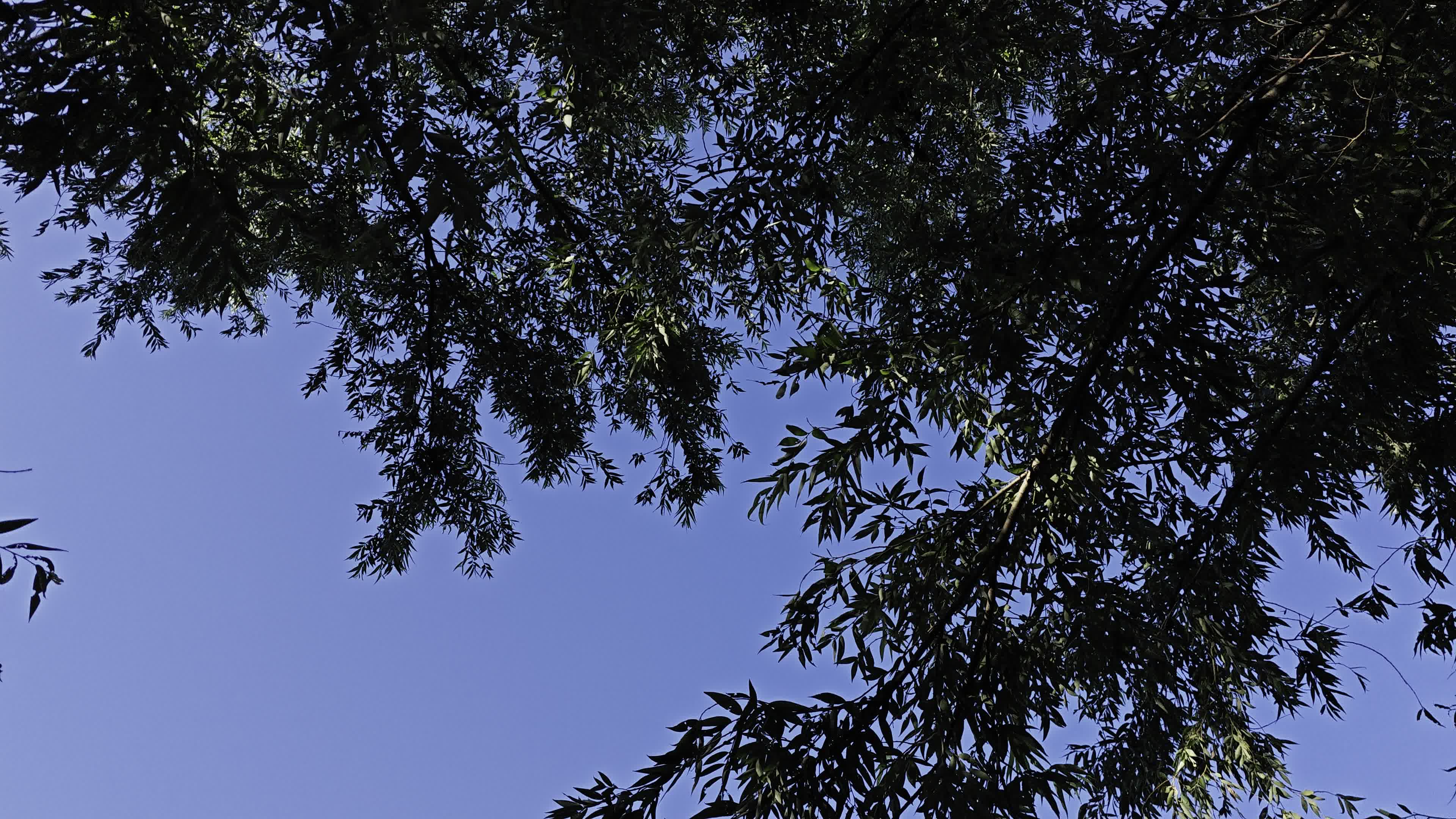夏天