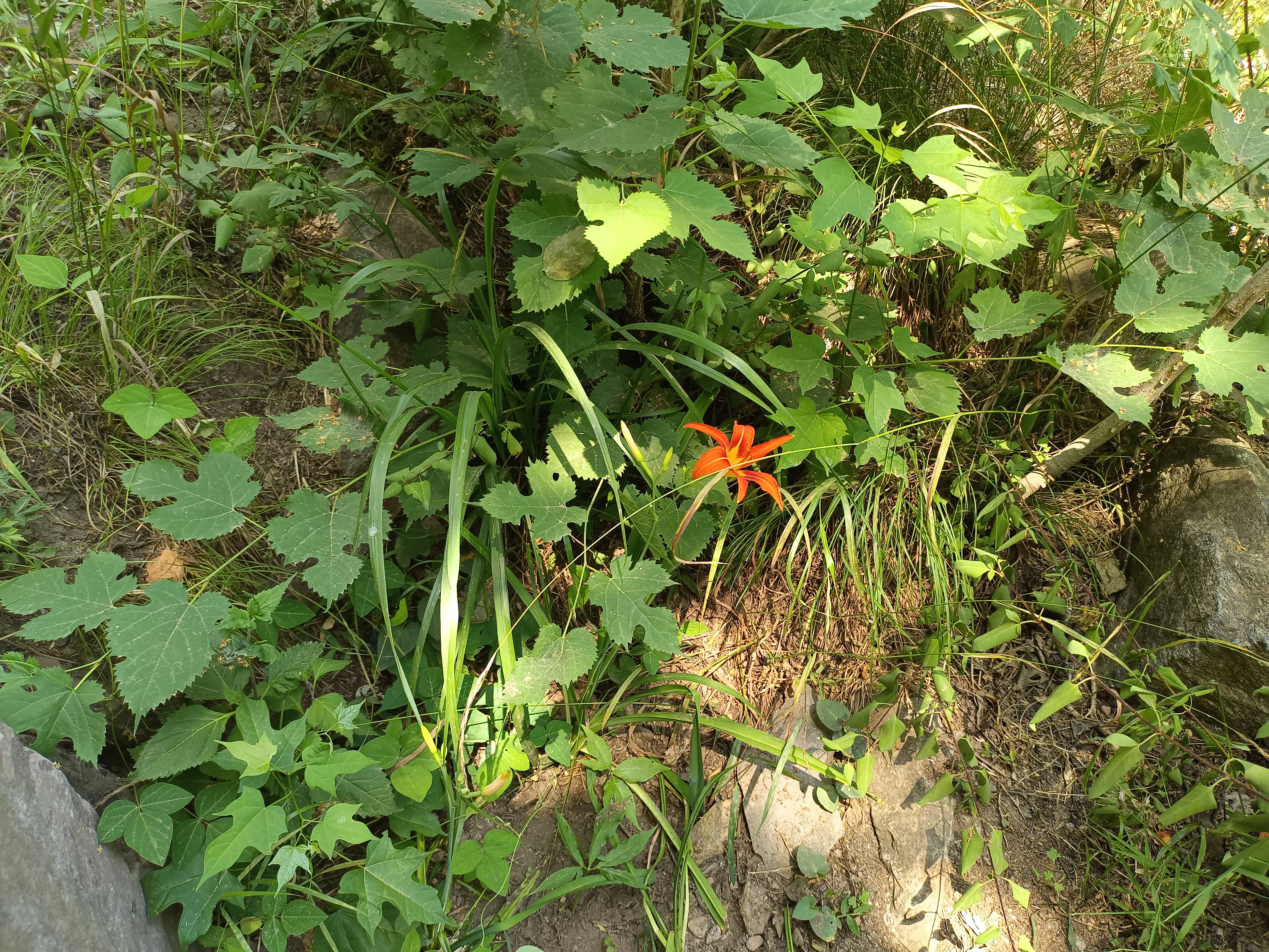 山里的花