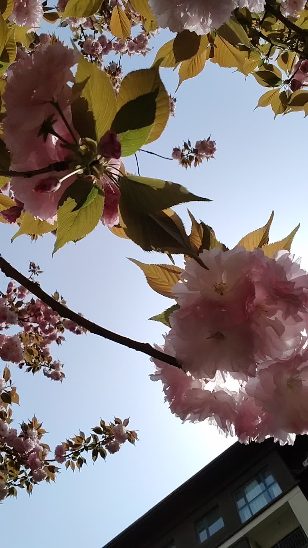 春暖花开