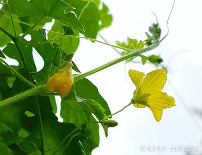 血糖高不下去？两朵花煮水喝！坚持一段时间，可能会有惊喜
